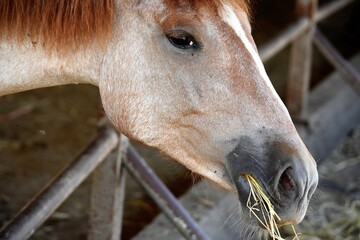 the face of a foal close-up that chews the straw