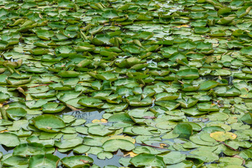 Green water lilies on a large garden pond