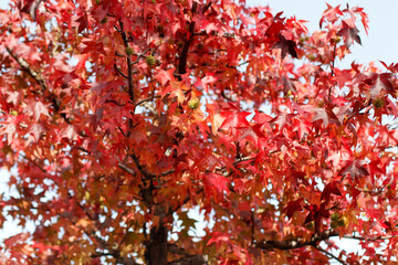 View of a forest in autumn colors