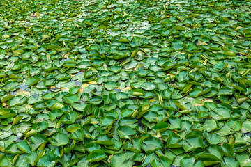 Green water lilies on a large garden pond