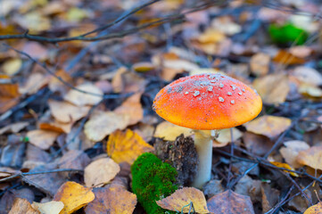 Amanita mushroom autumn forest fall