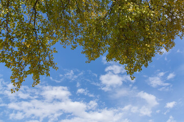 tree branches with yellow autumn leaves on a background of blue sky and white clouds
