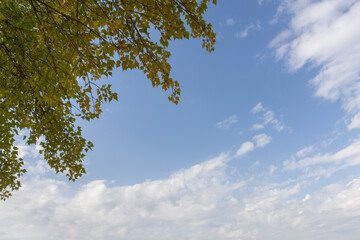 tree branches with yellow autumn leaves on a background of blue sky and white clouds