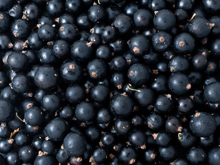 Fresh ripe black currant. Summer vitamins close up
