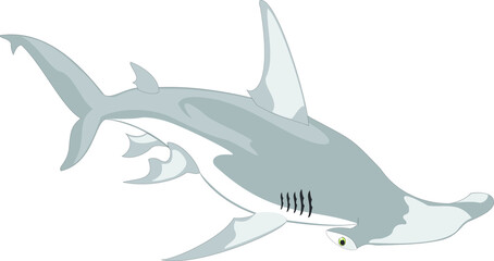 Illustration of shark