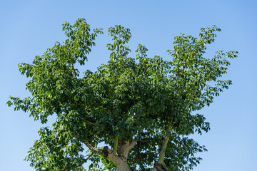 Close-up green leaves of Silk Floss Tree (Chorisia speciosa or Ceiba speciosa) in public city park Krasnodar or 'Galitsky park' in autumn 2020