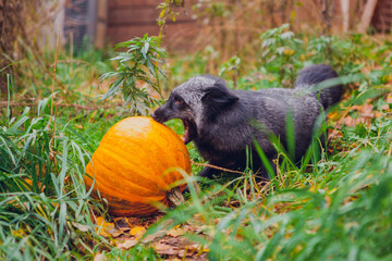 Beautiful silvery black fox posing next to orange pumpkin for halloween in green grass