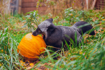 Beautiful silvery black fox posing next to orange pumpkin for halloween in green grass