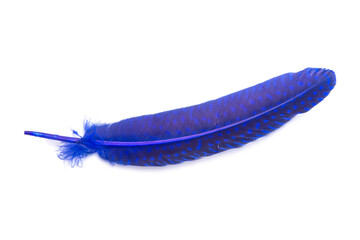 Blue fluffy feather isolated on the white