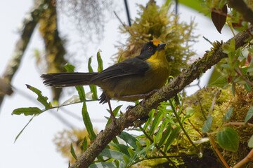 Fototapeta premium Pale-naped Brushfinch (Atlapetes pallidinucha) in Tungurahua province, Ecuador