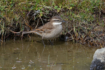 Chestnut-winged Cinclodes (Cinclodes albidiventris) in Cotopaxi Province, Ecuador