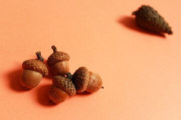 acorns and cones on orange background