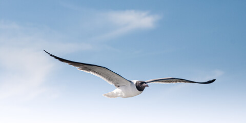 Birds in Flight Series