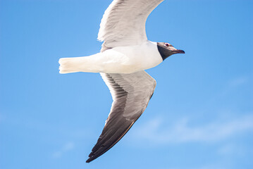 Birds in Flight Series