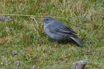 Plumbeous Sierra Finch (Phrygilus unicolor) in Cotopaxi Province, Ecuador