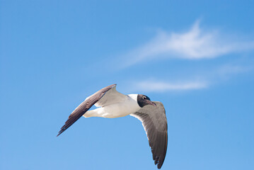Birds in Flight Series