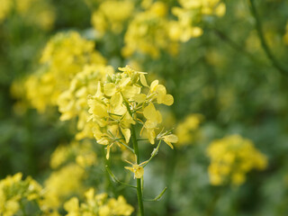 Blühender Raps (Brassica napus)