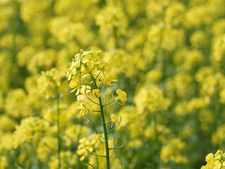 (Brassica napus) Raps im Herbst - Blütenstandes mit Blütenknospen und geöffneten Blüten mit gelben Kronblätter 