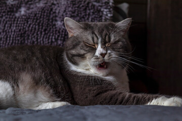 Yawning young British cat sleeping on a Comfortable Bed Close Up