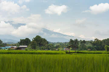 Cabin on green rice fields 