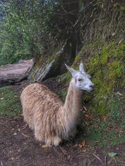 Llama - Machu Picchu - The lost city of the Inca in Peru, South America. Set high in the Andes Mountains, is a UNESCO World Heritage Site and one of the New Seven Wonders of the World.