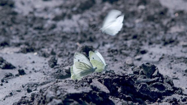 Large white cabbage butterfly (Pieris brassicae) drinking from ground.