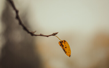 one leaf on branch