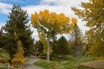 autumn trees in the park