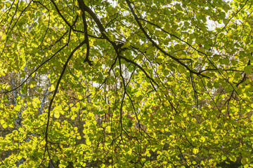 Large-leaved lime or large-leaved linden at autumn