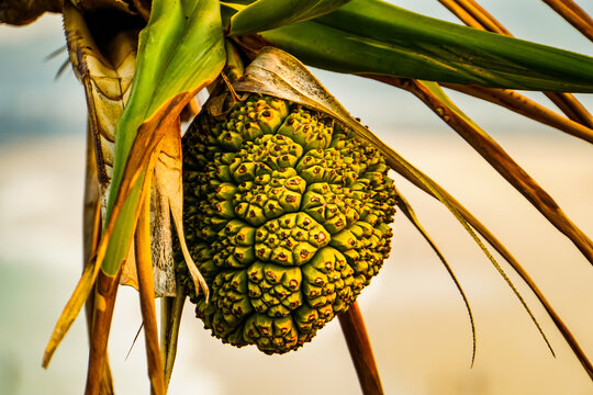 Palmenfrucht Australien
