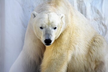 Obraz na płótnie Canvas polar bear in the zoo close up