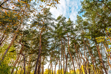 Tall beautiful trunks of pines in the autumn forest against the background of a bright blue sky
