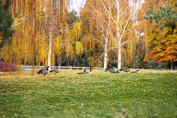 autumn landscape with trees