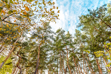 Tall beautiful trunks of pines in the autumn forest against the background of a bright blue sky
