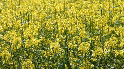 Obraz premium (Brassica napus) Gelbe Blüten von Raps