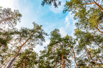 Fototapeta premium Tall beautiful trunks of pines in the autumn forest against the background of a bright blue sky