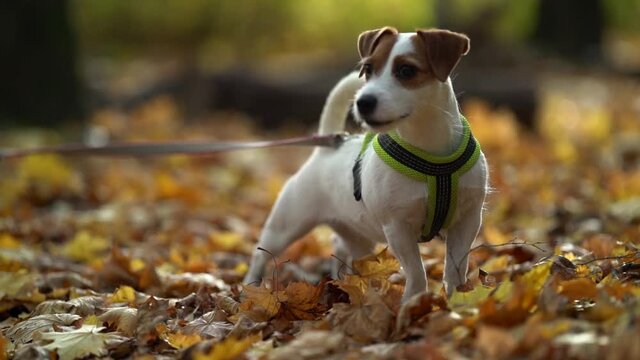 cute jack-russell terrier puppy in forest at autumn day, dog is standing on yellow fall foliage