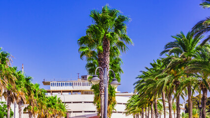 Fototapeta na wymiar palm tops against a blue-purple image and sunshine