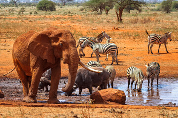 Herd of zebras with an elephant at watering place