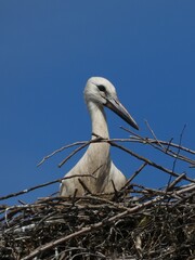 White stork (Ciconia ciconia) - portrait of young white stork in the nest, Poland