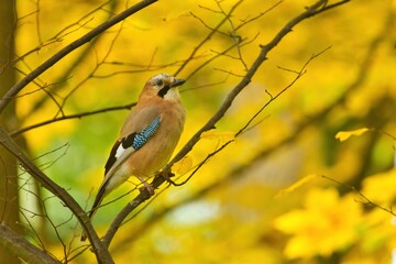 Ein Eichelhäher sitzt im Herbst im Wald auf einem Ast inmitten von bunten Blättern, Garrulus glandarius