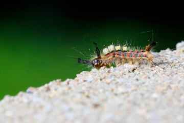 Gorgeous colorful larva of moth in a natural environment on a neutral green background. Czech Republic. Vapourer Moth, The Rusty Tussock Moth, Orgyia antiqua.