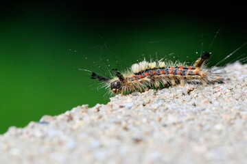 Gorgeous colorful larva of moth in a natural environment on a neutral green background. Czech Republic. Vapourer Moth, The Rusty Tussock Moth, Orgyia antiqua.