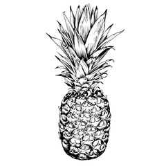Hand drawn pineapple fruit.