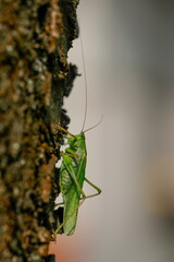 Close-up photo of the Great green bush-cricket sitting on tree trunk in magnificent lighting. Tettigonia viridissima.