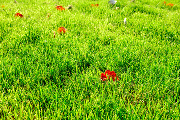 Beautiful bright green lawn in the autumn park