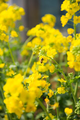 菜の花と蜜蜂