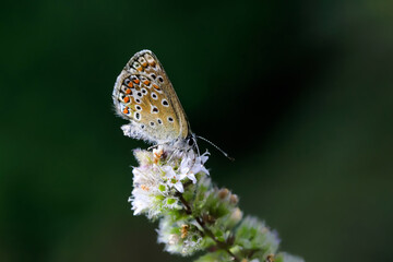 Fototapeta na wymiar Close-up photo of a very very little butterfly in a nature environment. Ultra high resolution photo, suitable for extra large print. the Chapman's blue, Polyommatus thersites.
