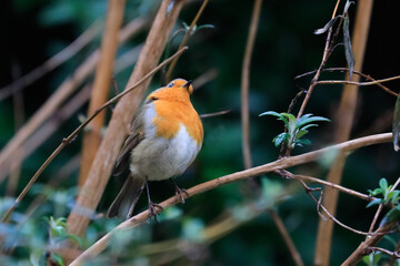 Close-up potrait of a wonderful and colorful songbird with shining eye, sitting on a twig in a bushes. Eurasian Robin, Erithacus rubecula.