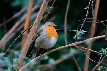 Close-up potrait of a wonderful and colorful songbird with shining eye, sitting on a twig in a bushes. Eurasian Robin, Erithacus rubecula.